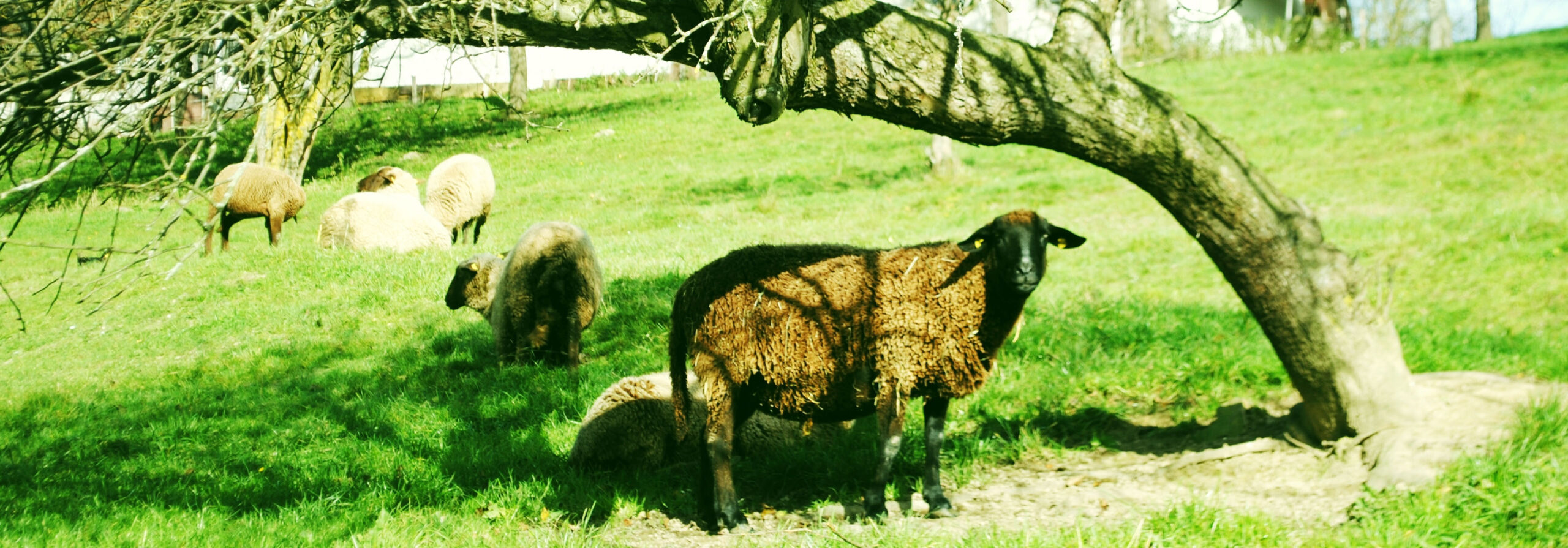 schaf unter baum